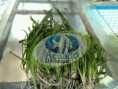 /album/galeria-plantas-acuaticas/a1-jpg/