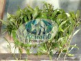 /album/galeria-plantas-acuaticas/a2-jpg/