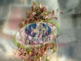 /album/galeria-plantas-acuaticas/a4-jpg/