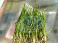 /album/galeria-plantas-acuaticas/a5-jpg/