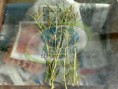 /album/galeria-plantas-acuaticas/a6-jpg/