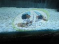/album/galeria-marinos/a3-jpg1/